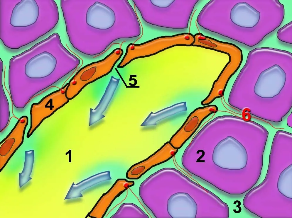 12 CE Hour Manual Lymphatic Drainage Extremities Basics (Computer-based Live Interactive Webinar)