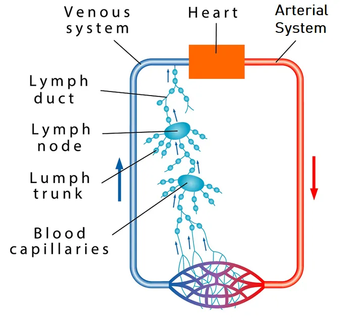 12 CE Hour Manual Lymphatic Drainage Extremities Basics (Computer-based Live Interactive Webinar)