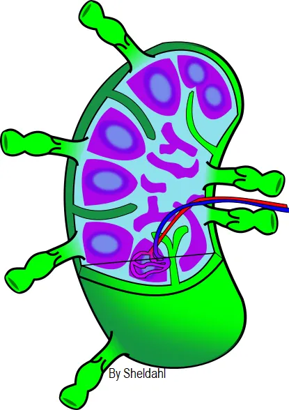 12 CE Hour Manual Lymphatic Drainage Extremities Basics (Computer-based Live Interactive Webinar)