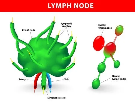 12 CE Hour Manual Lymphatic Drainage Extremities Basics (Computer-based Live Interactive Webinar)