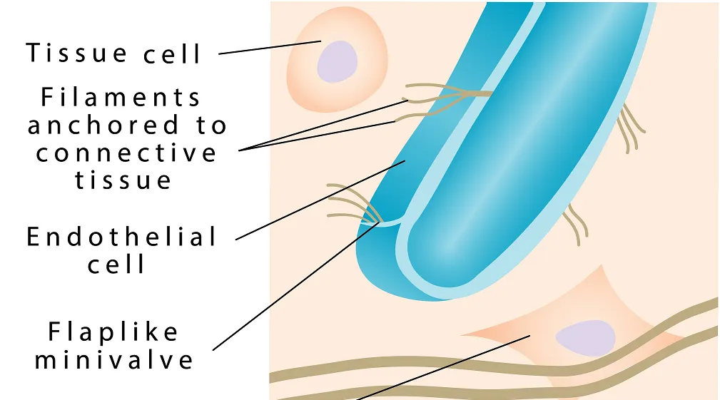 12 CE Hour Manual Lymphatic Drainage Extremities Basics (Computer-based Live Interactive Webinar)