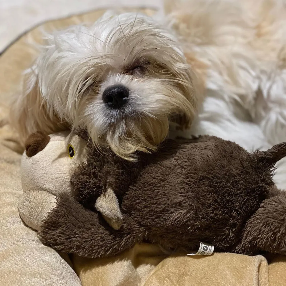 Barkbutler Boh The Bear Plush Toy for Dogs | For Medium Chewers (Brown)