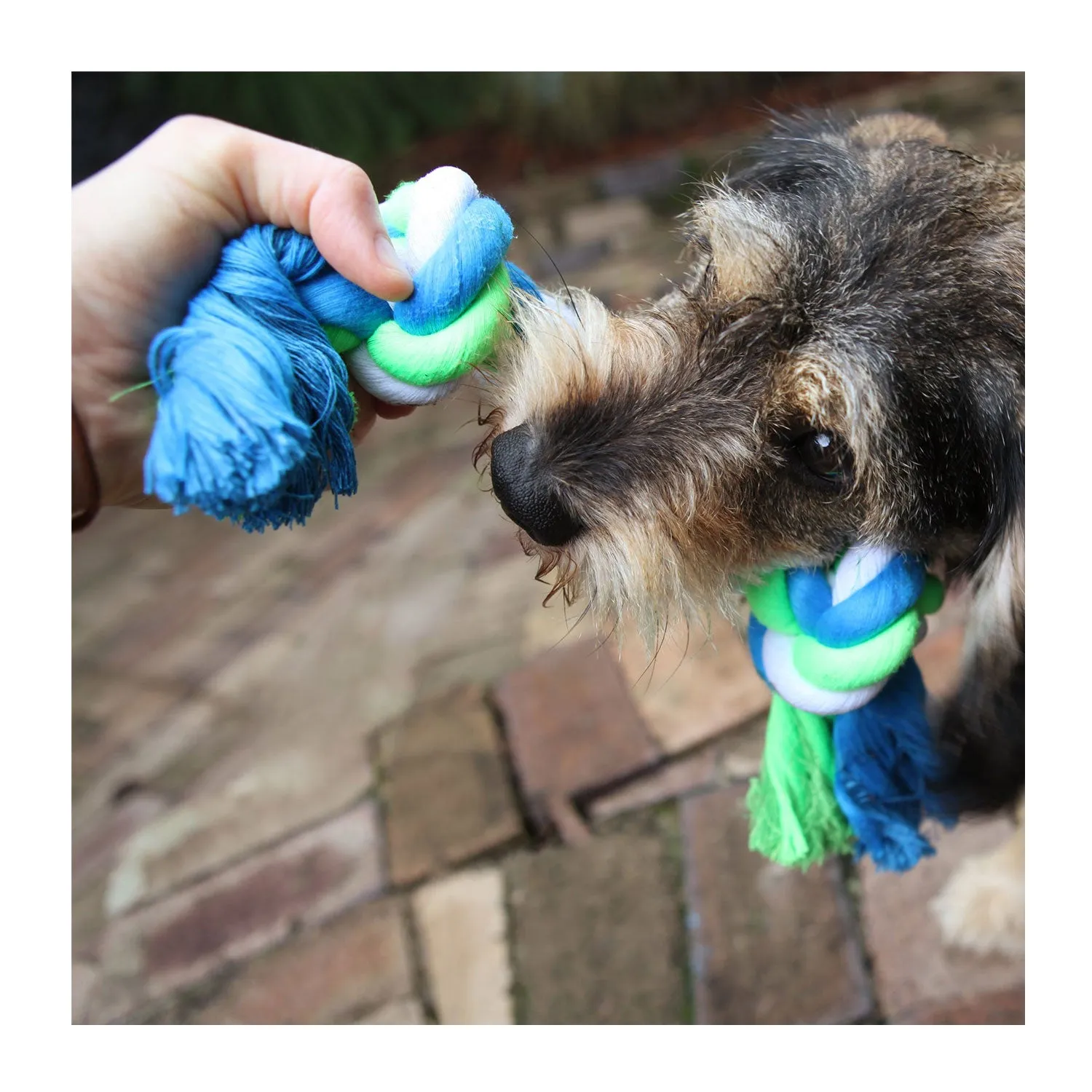 Kazoo Twisted Rope Knot Bone Dog Toy