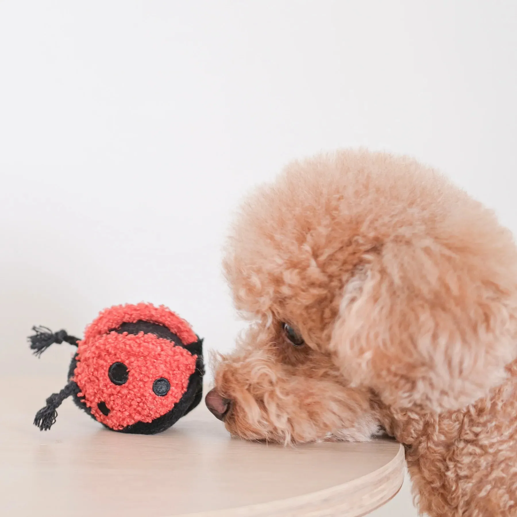 Lambwolf LADYBUG POP with Squeaky and Bouncy